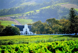 Cape-Winelands