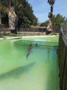 South African Crocodile Cage Diving