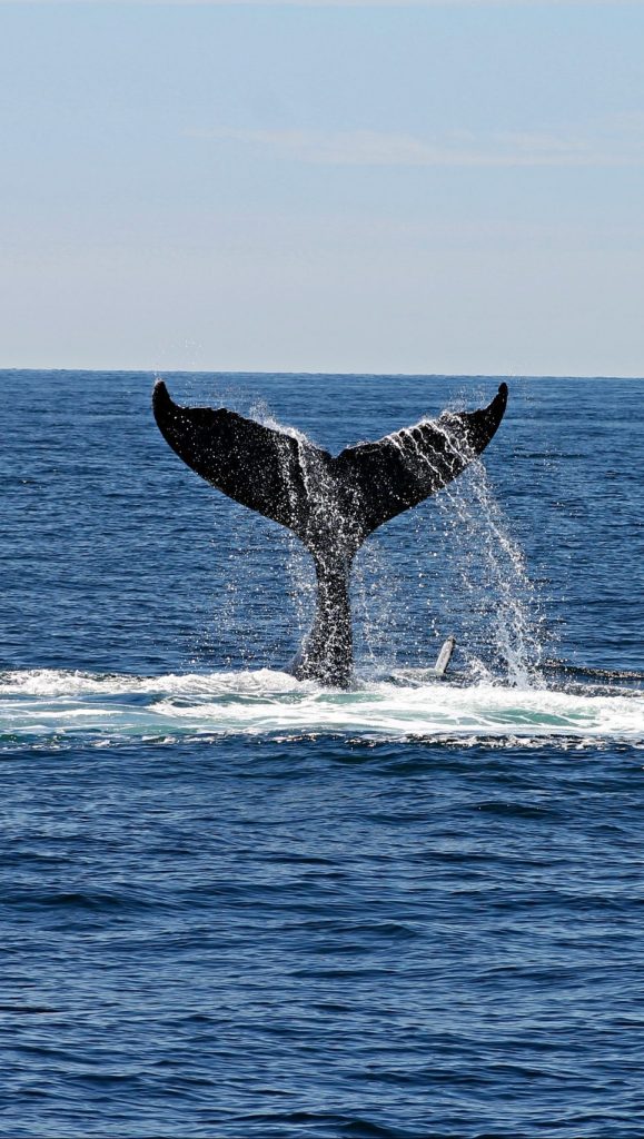 cape town whale tour