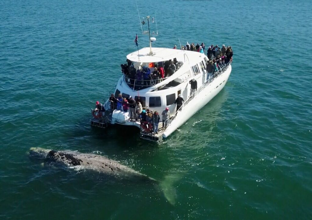 cape town whale tour