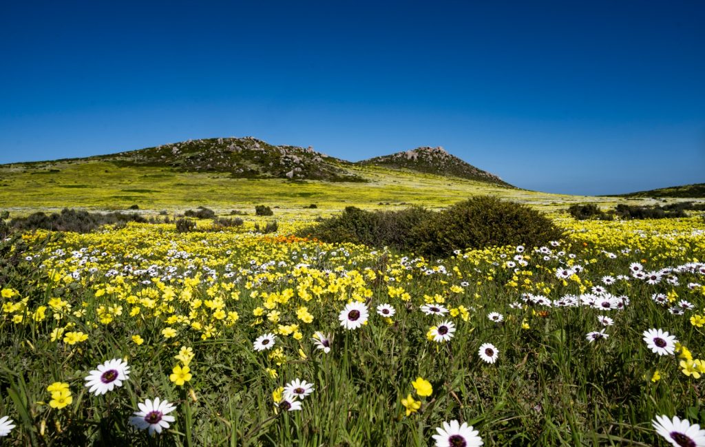 Flowering blossoming in West Coast, Cape Town, South Africa