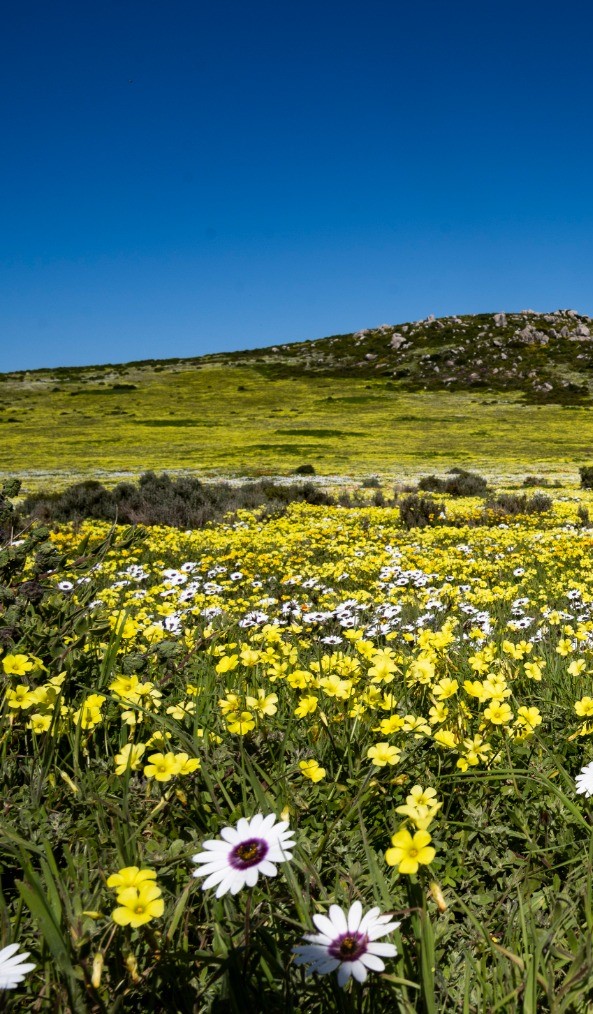 Yellow and white flowers blossoming in West Coast, Cape Town, South Africa